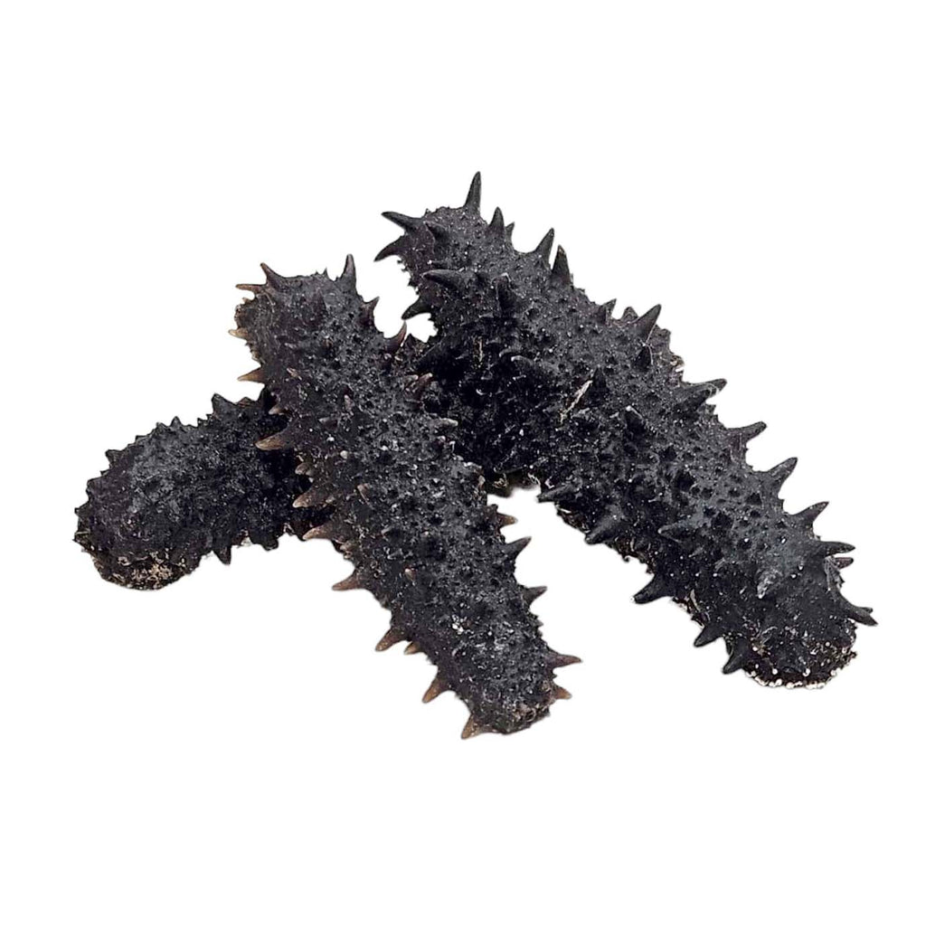 Wild Dried Prickly Sea Cucumber from South Korea (East Sea)-Po Wing Online-Po Wing Online