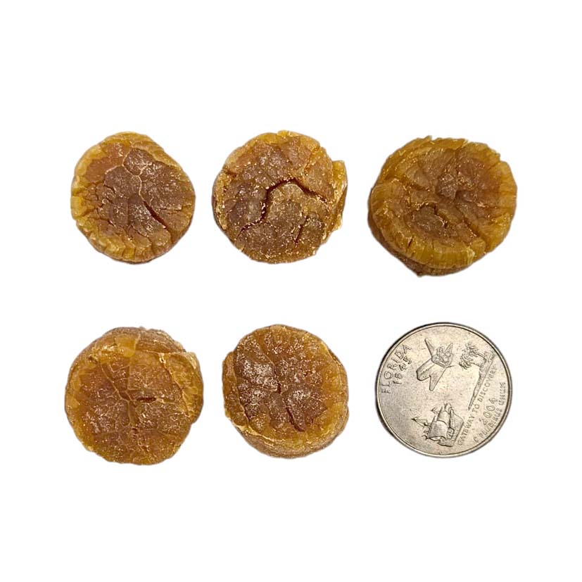 Dried Scallop from Japan (Small)-Po Wing Online-Po Wing Online