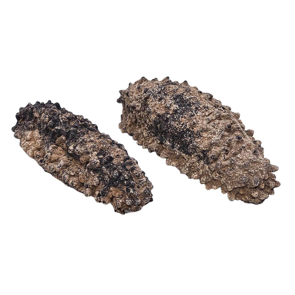 Dried Sea Cucumber From Mexico (Gui Dao Cen)-Po Wing Online-Po Wing Online