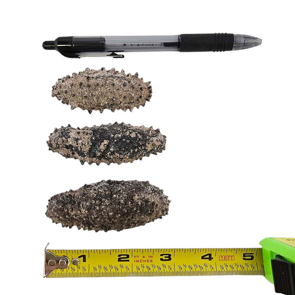 Dried Sea Cucumber From Mexico (Gui Dao Cen)-Po Wing Online-Po Wing Online