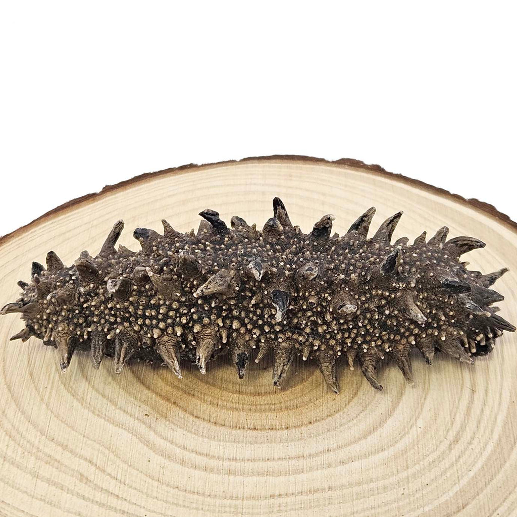 Dried Sea Cucumber from Japan (Kanto) 40-45 pcs-Po Wing Online-Po Wing Online