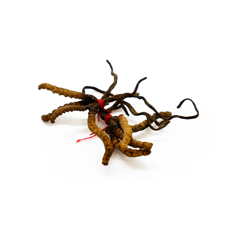 Tibetan Dried Cordyceps (Dong Chong Xia Cao)-CHINA-Po Wing Online