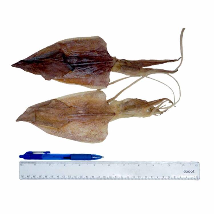 North Sea Dried Squid-Po Wing Online-Po Wing Online